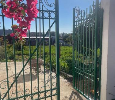 Larache Casa | Fluture