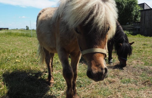 Hattstedtermarsch Casa | Foderhus - holiday farm and riding therapy Deichwind - North Friesland