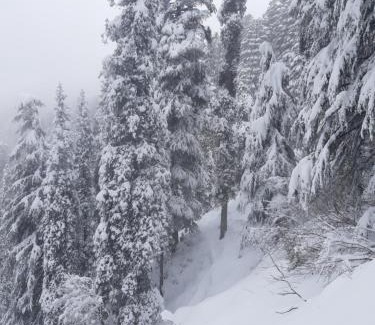 Dalhousie Hotel | Forest Vibes Kalatop