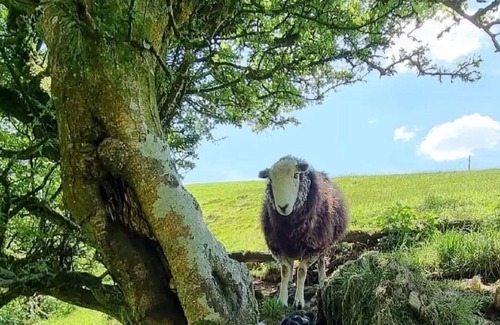 Ponterwyd Cabina | Forester's Retreat Glamping - Cambrian Mountains