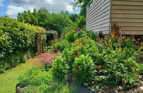 Dulverton Otro | Foxgloves
