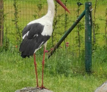 Gerswalde Apartamento | Friedenfelder Nest