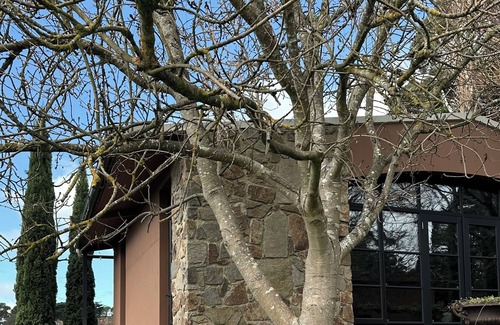 Red Hill Cabaña | Frogs Pond Vineyard