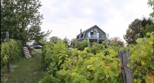 Irig Villa | Fruska Gora Villa Medici
