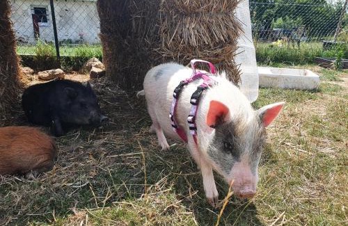 Sablonnieres Apartamento | Gîte à la ferme