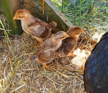 Sablonnieres Apartamento | Gîte à la ferme