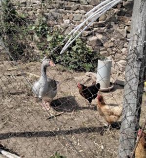 Saint-Galmier Casa | Gîte des oliviers