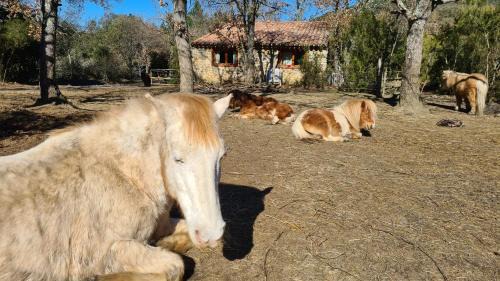 Termes Casa | Gîtes à la Ferme - Hautes-Corbières