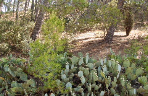 Nevian Cabaña | ENCANTO RURAL - pinar, piscina privada - cerca de Narbonne Aude -