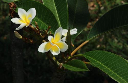 Carreau Accacia Cama Y Desayuno | Gite des Acacias