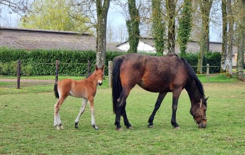 Formerie Casa | Gite Haras du Bois de Formerie