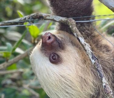 Pacuare Reserve Otro | Glamping Campo Alegre