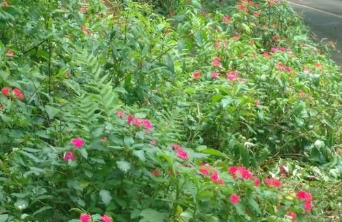 Renacimiento District Alquiler De RV | Glamping on a coffee plantation on the Panama Costa Rica broder.