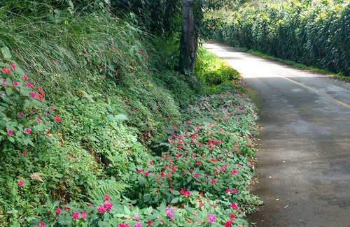 Renacimiento District Alquiler De RV | Glamping on a coffee plantation on the Panama Costa Rica broder.