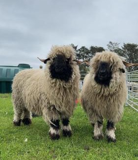 Elgin Casa | Glampods Glamping Pod - meet Highland Cows and Sheep Elgin