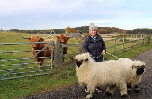 Elgin Casa | Glampods Glamping Pod - meet Highland Cows and Sheep Elgin