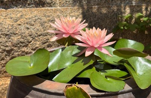 Shuitou Village Casa | Grace Homestay 54