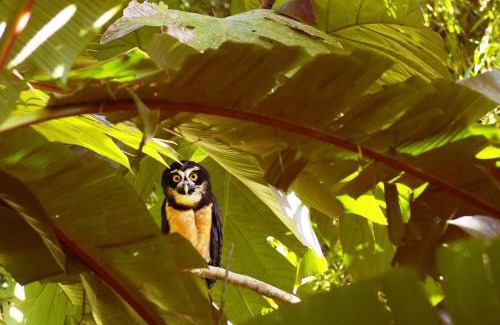 Puerto Viejo de Sarapiqui Cabina | Gran Gavilán del Sarapiquí Lodge