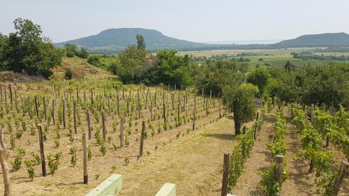 Hegymagas Casa | Grand Cru 4 Vendégház