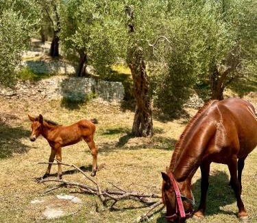 Ulcinj Casa | Green Heaven Cottage