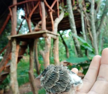 Sigiriya Cabina | Green land tree house sigiriya