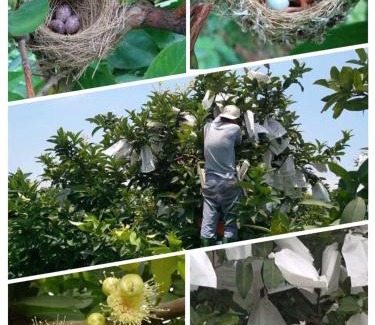 Dongshan Casa | Green Ozland B&B