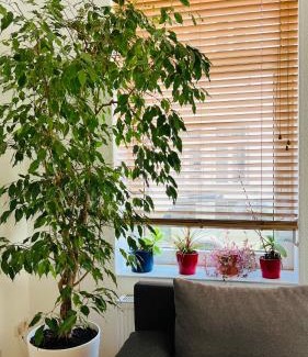 Bad Homburg v.d. Hoehe Apartamento | Großes und helles Innenstadt Apartment - Ferienwohnung