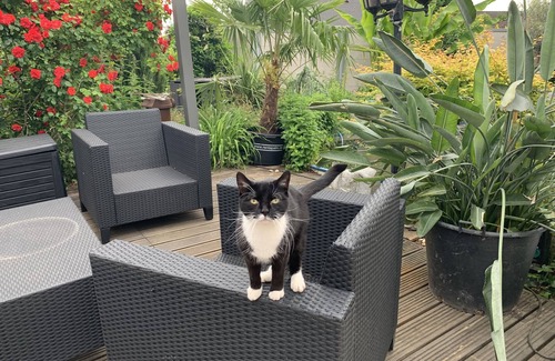 Dudenhofen Apartamento | Guest apartment near Speyer with beautiful terrace by the koi pond