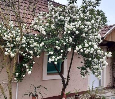 Egerszalok Casa | Guest House Rózsakert