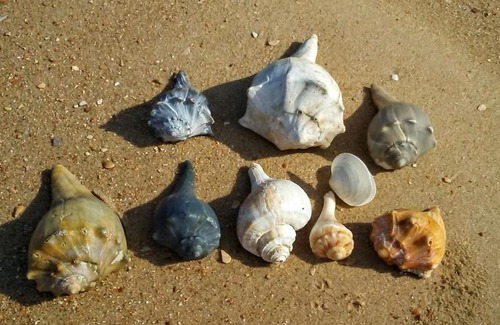 Atlantic Beach Alquiler De Eote | H2O Captain Eco-Tour Private Boat Excursions