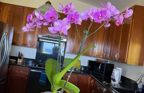 Keaau Casa | Hale Kai Nalu- Oceanfront Luxury Home W / Pool & Spa- Hilo-Side