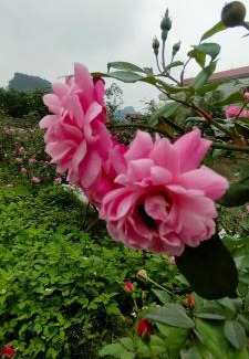 Hoa Lu Hotel | Hang Mua Eco Garden