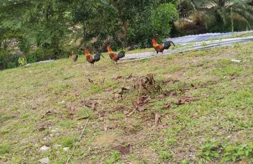 Bentong Casa | Happpy Impiana Guest House
