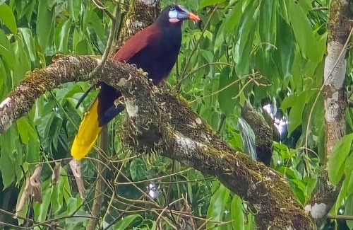 Arenal Cabina | Happy Paradise Lodge