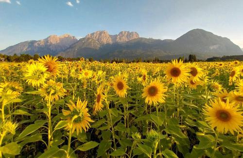 Lienz Apartamento | Haus Sonnengarten-Lienz