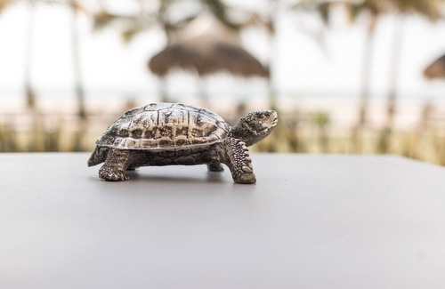 Punta Chame Apartamento | Haven at Sanctuary-2bdr Sea View: paddle+BBQ
