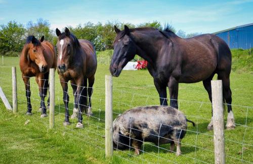 Twitchen Otro | Headgate Farm Camp Site - Pitches Only