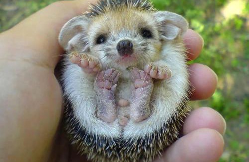 Walmer Apartamento | Hedgehog Hollow