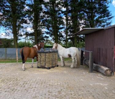 Grijpskerke Casa | Het Windekind