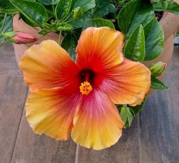 Castiglioncello Apartamento | Hibiscus