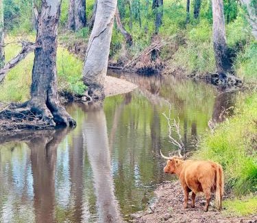 Kooroongarra Casa | Highland Cattle Farm Stay at Elveden by Narraburra
