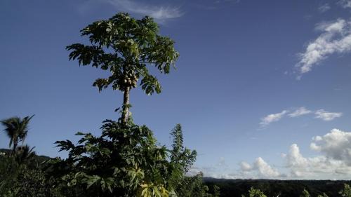 Vieux Fort Quarter Casa | Hilltop Cabin in Black Bay Laborie