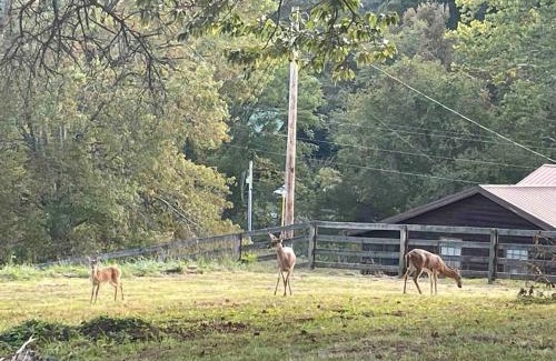 McCaysville Casa | Hilltop Haven w/Creek&Waterfall Dntwn McCaysville