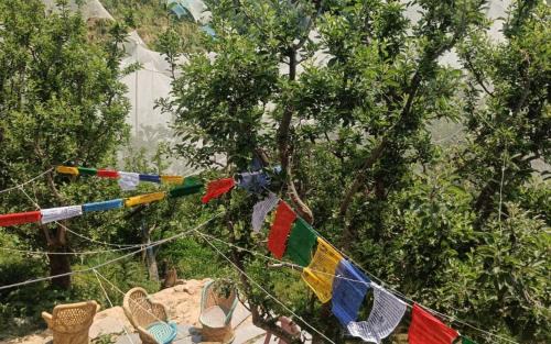 Kumharsain Casa | Himalayan Yew Camps and Homestay by StayApart