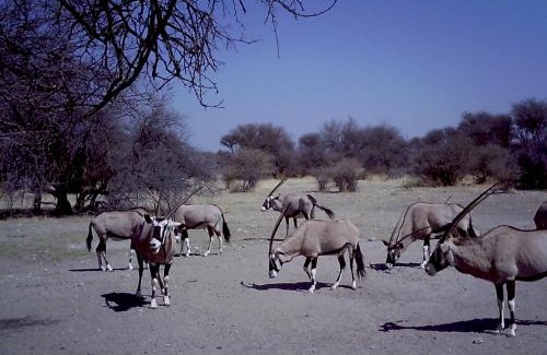 Gobabis Apartamento | Hippo Farm Apartment