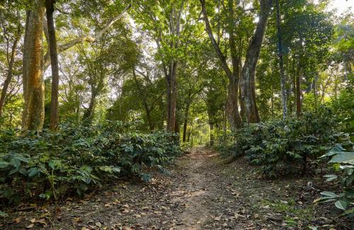Belur Casa | Hirvate Estate/Crawford House