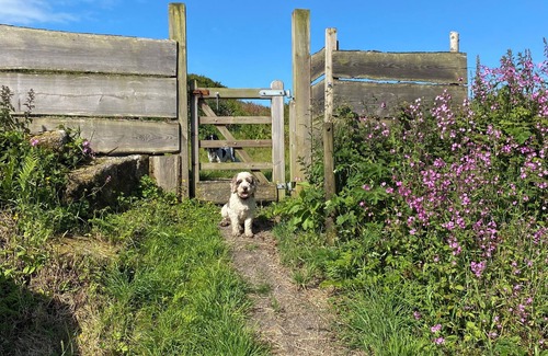 Penryn Cabina | Hobbit hut with stunning valley views near Falmouth