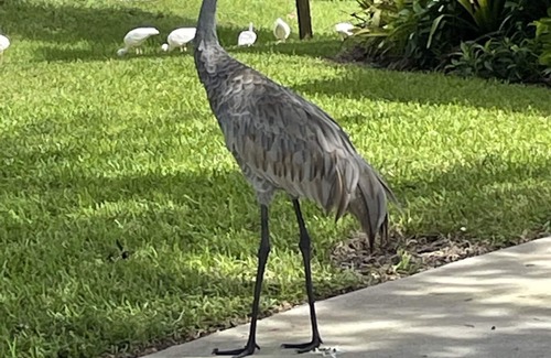 Hobe Sound Casa | Hobe sound 8 minutes away from the beach! Walk into Jonathan Dickinson park!