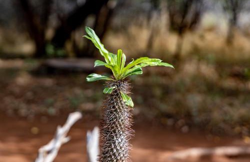 Hoedspruit Casa | Hoedspruit Bush Cottage