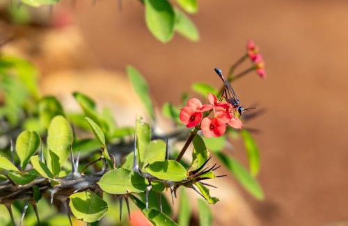 Hoedspruit Casa | Hoedspruit Bush Cottage